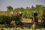 14° MTB Tra le Vigne del Ponte 2026